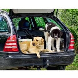 Hunde transportieren im Auto