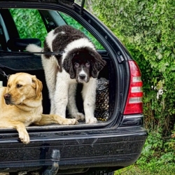 Hundetransport - Transportmittel für den Hund unterwegs.