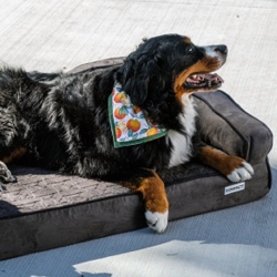 Onlineshop für Hundebedarf