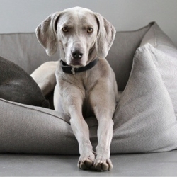 orthopädisches hundebett