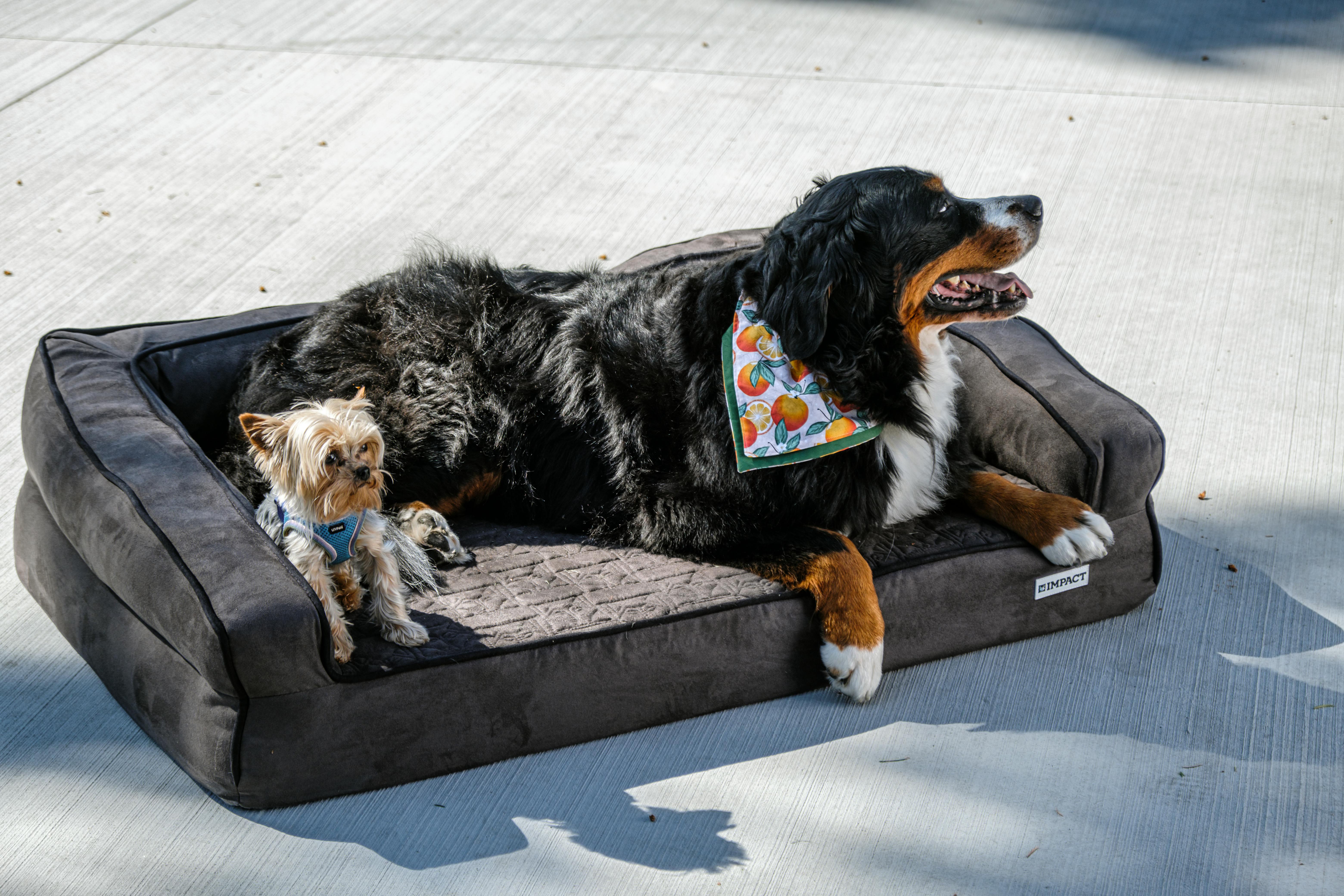 Hundebetten