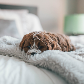 Flauschige Hundedecke - Plüsch - 100x75 cm -  div. Farben