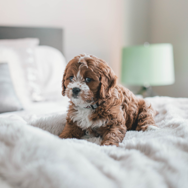 Flauschige Hundedecke - Plüsch - 100x75 cm -  div. Farben