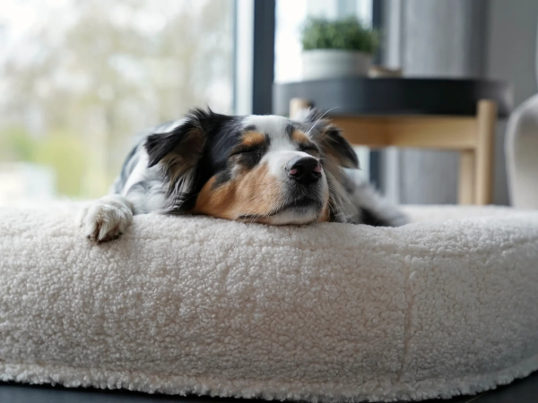Mypado Loui Woolly Hundebett - Schaffell-Optik - div. Ausführungen