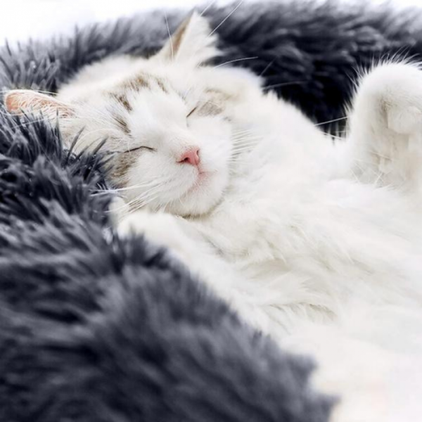 Flauschiges Katzenbett - Plüsch - 55x45 cm - Farbe creme